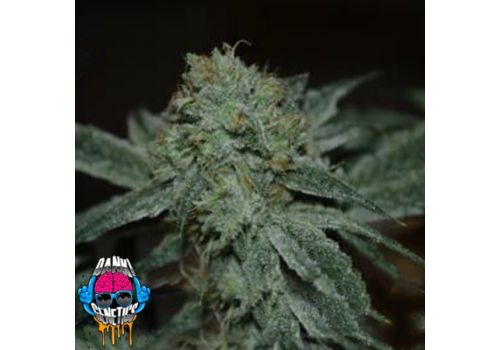 Dank Genetics Seeds Dawg Fighter