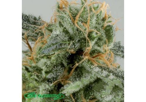 De Sjamaan Seeds Crystal Ryder