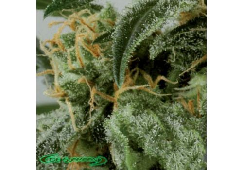 De Sjamaan Seeds Dwarf Ryder