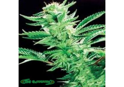De Sjamaan Seeds Easy Rider