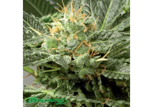 De Sjamaan Seeds Fast Skunk