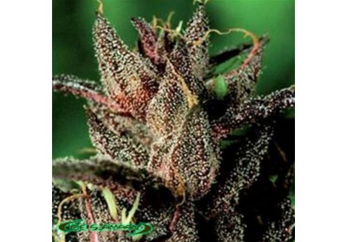 De Sjamaan Seeds Lady Purple