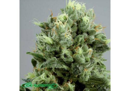 De Sjamaan Seeds Lemon Bud