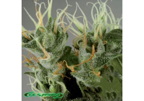 De Sjamaan Seeds Shamanic Haze