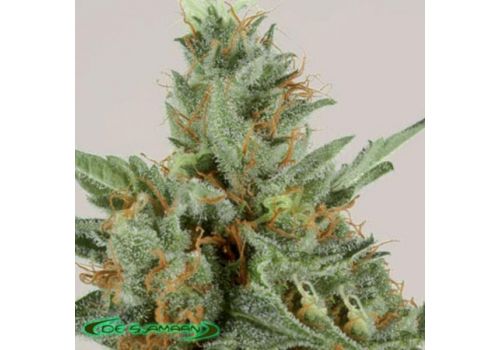 De Sjamaan Seeds White Skunk