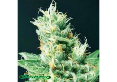 De Sjamaan Seeds Widow 2004