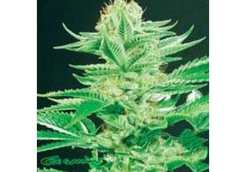 De Sjamaan Seeds Amazonia