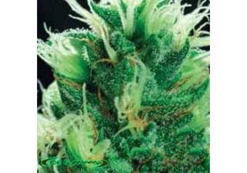 De Sjamaan Seeds Brainstorm