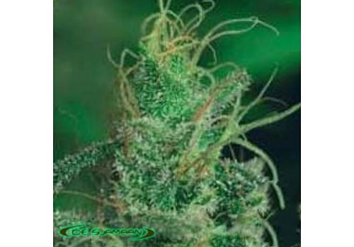 De Sjamaan Seeds Magic Crystal