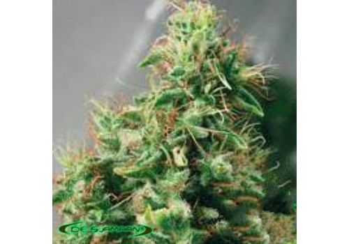 De Sjamaan Seeds Master Haze