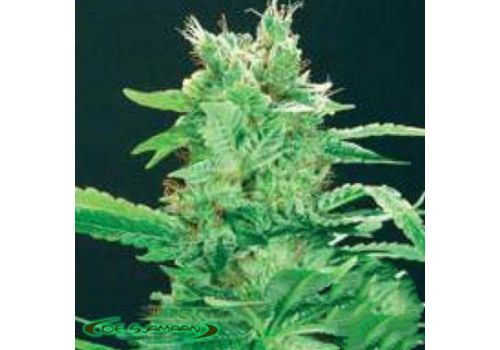 De Sjamaan Seeds Peace Maker