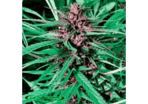 De Sjamaan Seeds Purple Widow