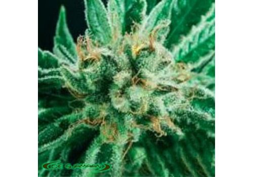 De Sjamaan Seeds Widow Skunk