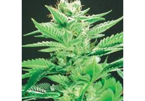 De Sjamaan Seeds Widow Warrior