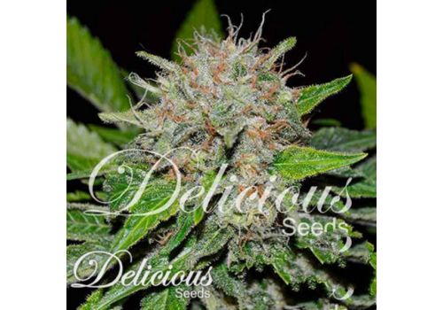Delicious Seeds Deep Mandarine