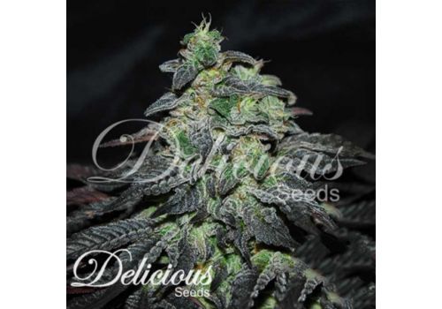 Delicious Seeds Golosa