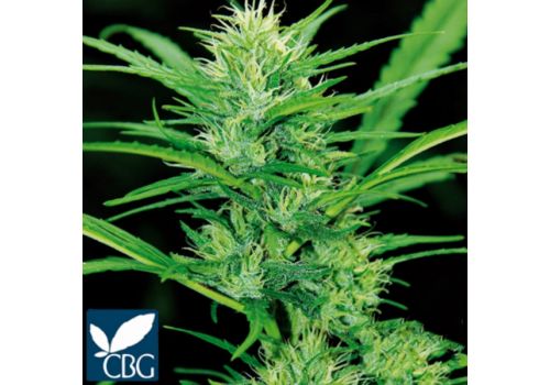 Cannabiogen Seeds Destroyer