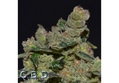 CBD Seeds Diesel