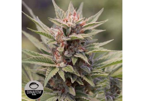 Dinafem Seeds Diesel