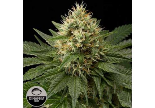 Dinafem Seeds DinaChem