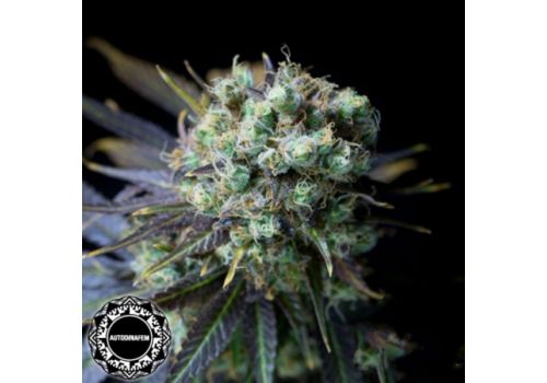 Dinafem Seeds Dinamed CBD AUTO