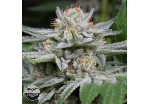Dinafem Seeds Gorilla