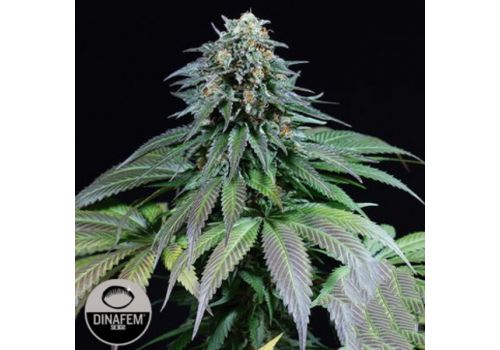 Dinafem Seeds Purple Moby Dick
