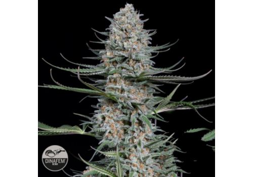 Dinafem Seeds Quick Critical +
