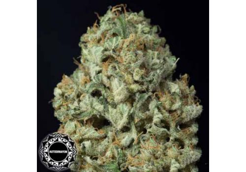 Dinafem Seeds Dinamex AUTO