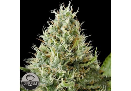 Dinafem Seeds Dinamex