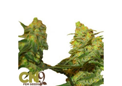 CH9 Seeds Dirty White Bud x Train Wreck