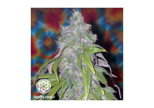 Bodhi Seeds Dream Lotus