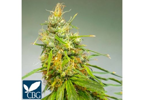 Cannabiogen Seeds Durban