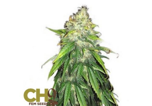 CH9 Seeds Early Skunk x Blue Lemon Thai