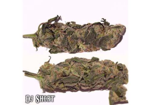 DJ Short Seeds F13