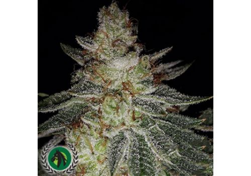 DarkHorse Genetics Seeds Face Melt OG