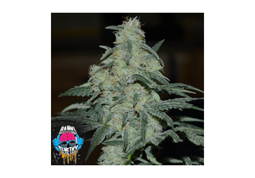 Dank Genetics Seeds Flip Mode OG