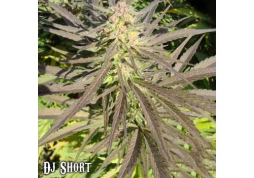 DJ Short Seeds Flo