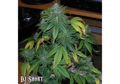 DJ Short Seeds Flodica