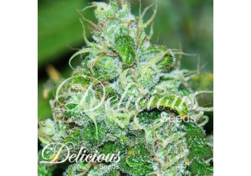 Delicious Seeds Fruity Chronic Juice