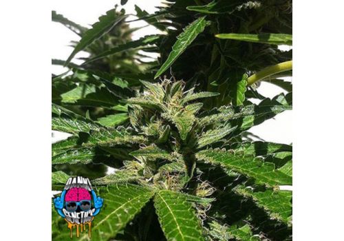 Dank Genetics Seeds Galactic Fire