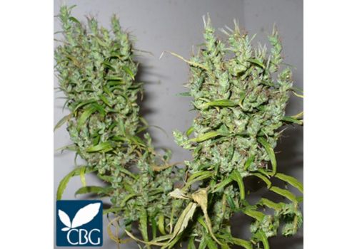 Cannabiogen Seeds Ghana