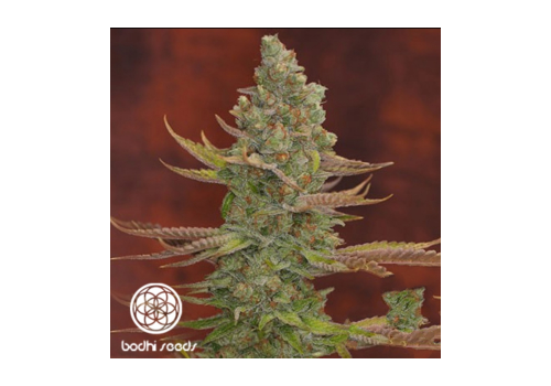 Bodhi Seeds Goji OG