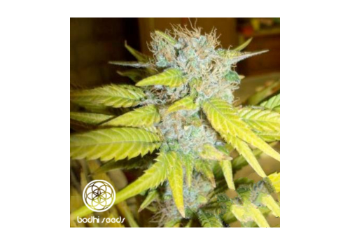 Bodhi Seeds Gold Star