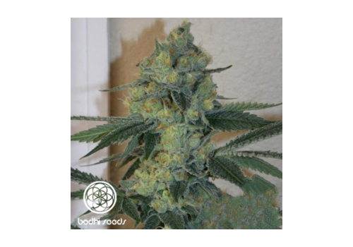 Bodhi Seeds Golden Triangle