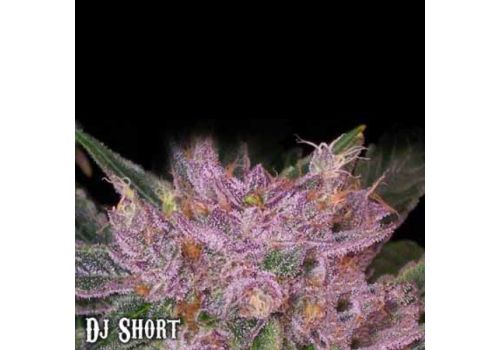 DJ Short Seeds Grape Krush
