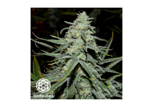 Bodhi Seeds Green Lotus