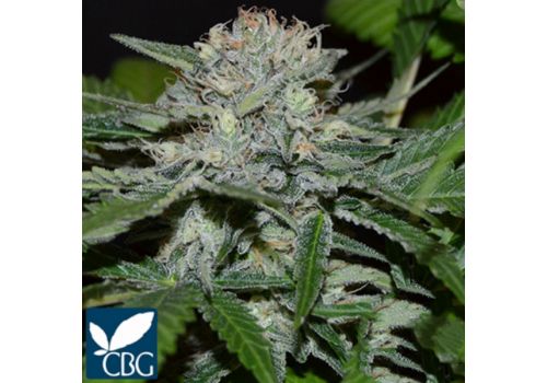 Cannabiogen Seeds Hash Fruit