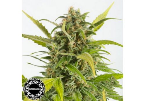 Dinafem Seeds Haze AUTO CBD