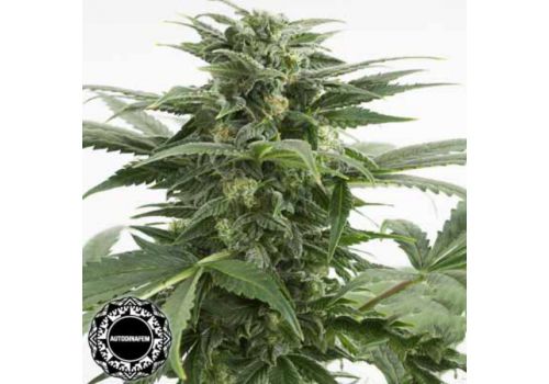 Dinafem Seeds Haze XXL AUTO